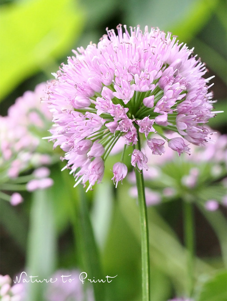 Allium Millenium, Rarität, blüht spät, aber sehr lang