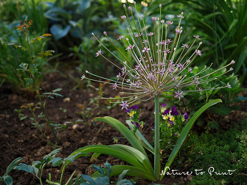 A. Schubertii, Sternwerfer-Zierlauch