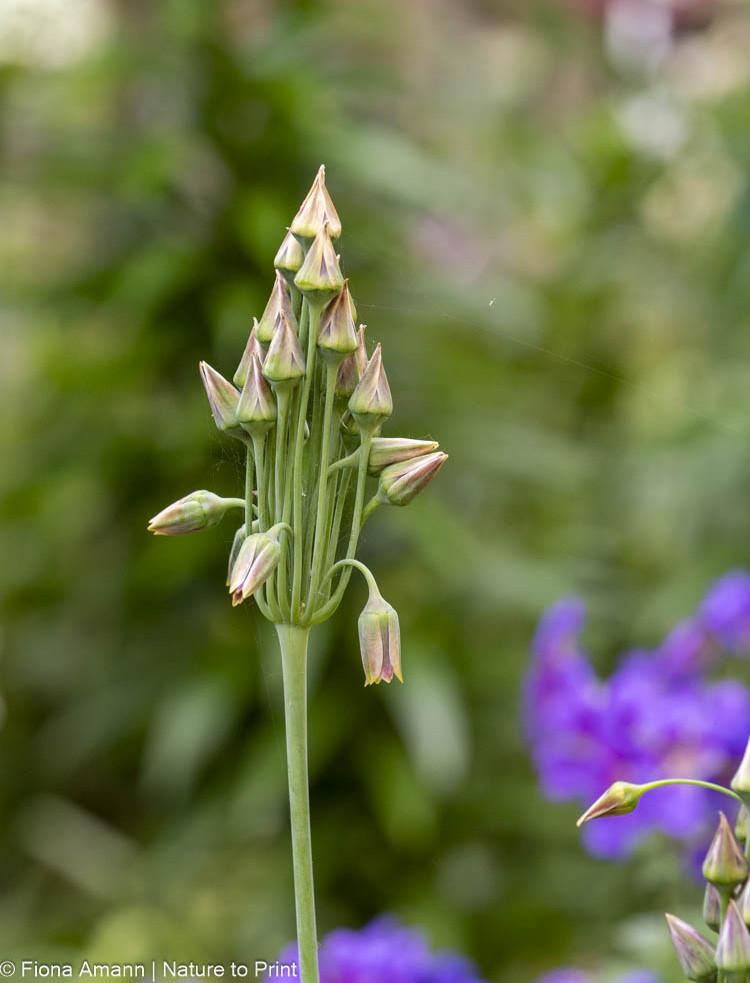 Pure Magie: Bulgarischer Allium dreht sich um sobald die Blüten befruchtet sind Pure Magie: Bulgarischer Allium dreht sich um