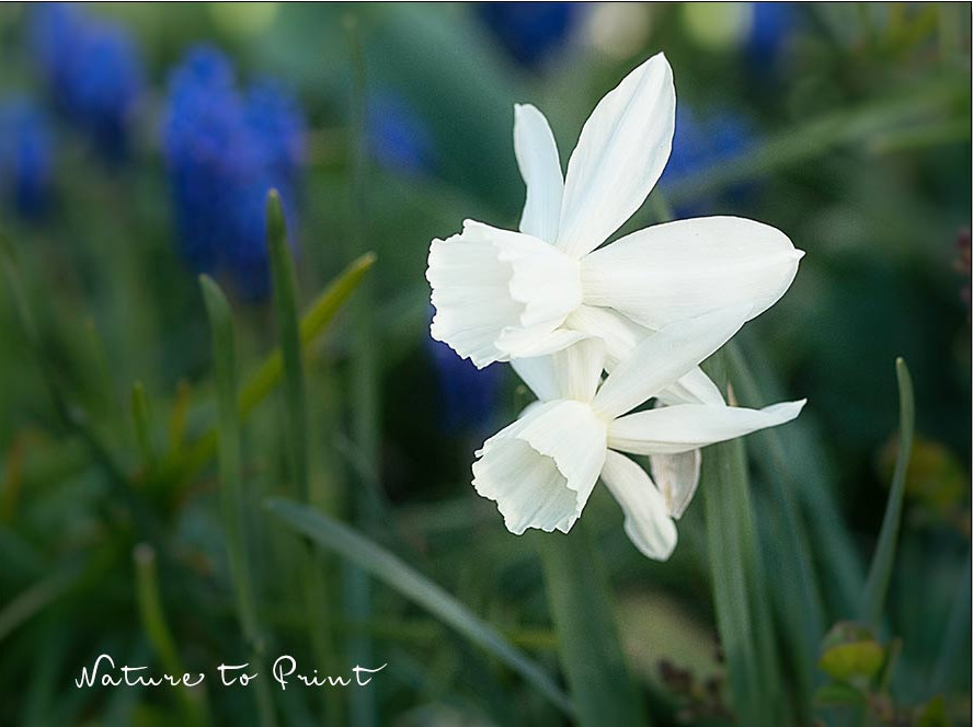 Weiße Alpenveilchen-Narzisse 'Lady Madonna'