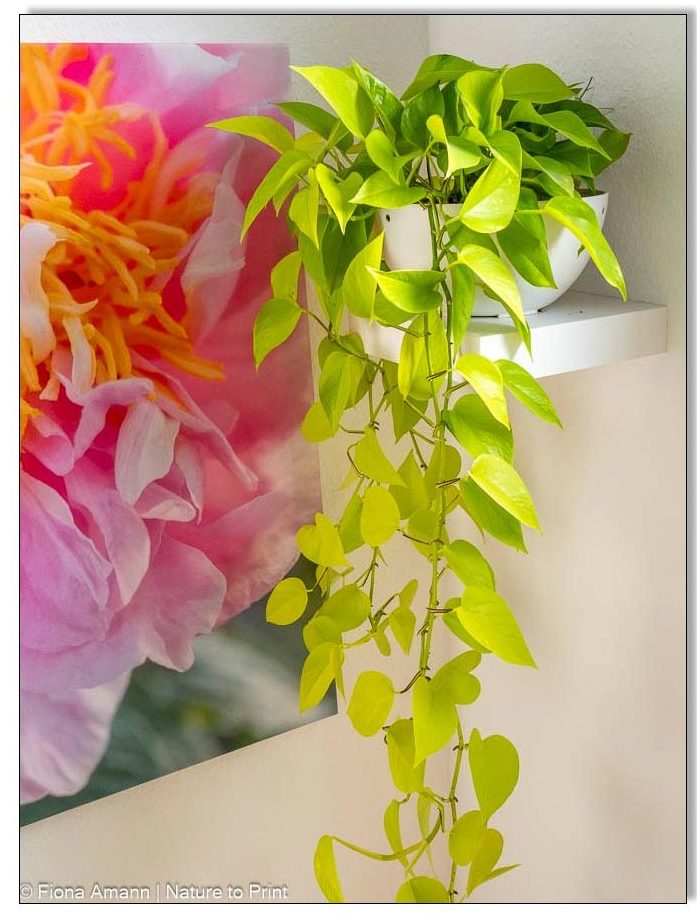 Baumfreund - Philodendron micans 'Lime' glänzt im Treppenhaus Baumfreund - Philodendron micans 'Lime' glänzt im Treppenhaus