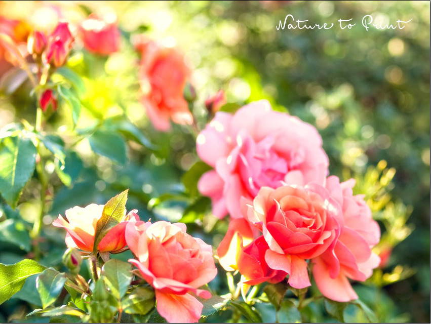 Rose Aprikola von Kordes, ist gesund, verträgt Sonne, Hitze & Trockenheit
