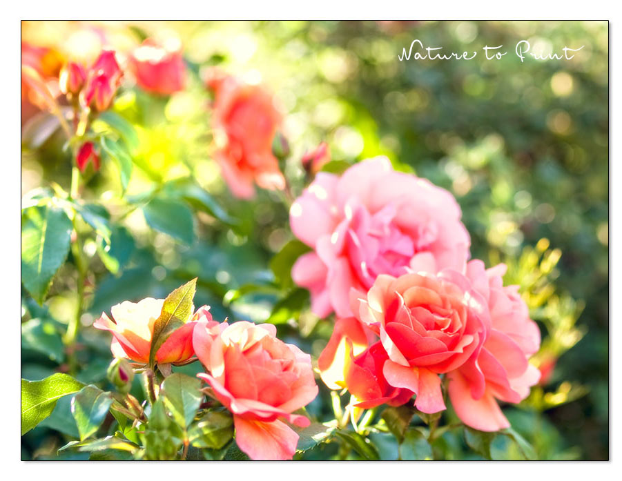 Rose Aprikola von Kordes, ist gesund, verträgt Sonne, Hitze & Trockenheit