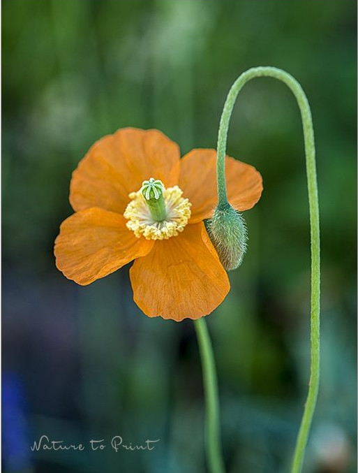 Armenischer Mohn, Blumenbild auf Leinwand oder Kunstdruck