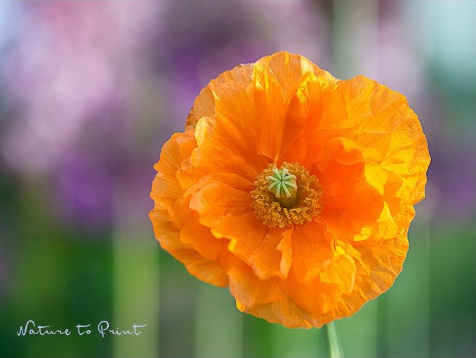 Gefüllte orange Blüte bietet Nahrung für Bienen und Hummeln