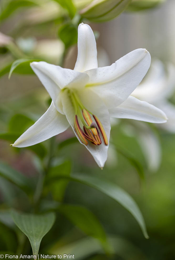 Erste Blüten der Orientlilie Casa Blanca öffnen sich Erste Blüten einer weißen Lilie öffnen sich