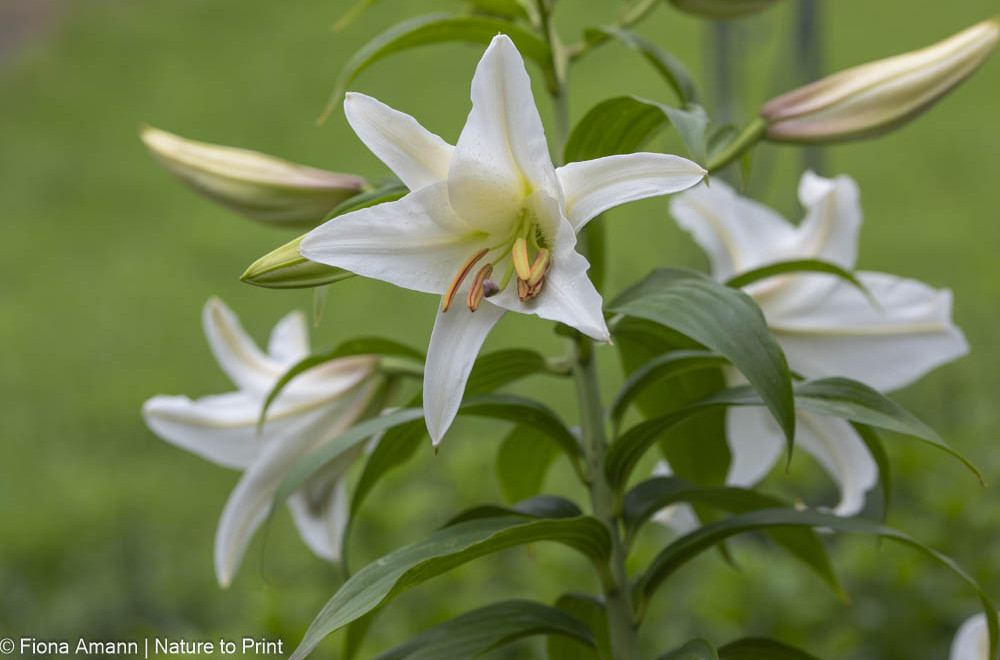 Casa Blanca, Blütenkranz mit vielen Knospen und reinweißen Blüten Blütenkranz einer Asiatischen Lilie