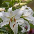 Weiße Lilien im Garten. Reine Liebe auf den 1. Blick