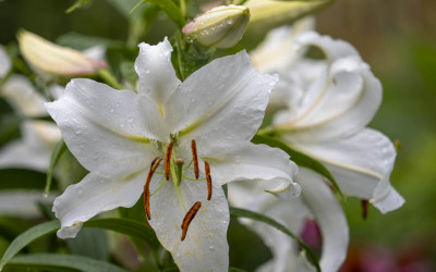 Weiße Lilien im Garten. Reine Liebe auf den 1. Blick