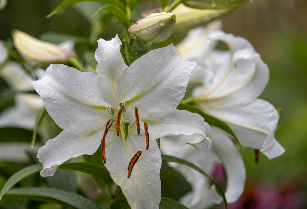 Weiße Lilien im Garten. Reine Liebe auf den 1. Blick