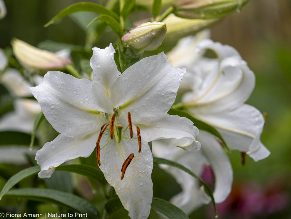Weiße Lilien im Garten. Reine Liebe auf den 1. Blick