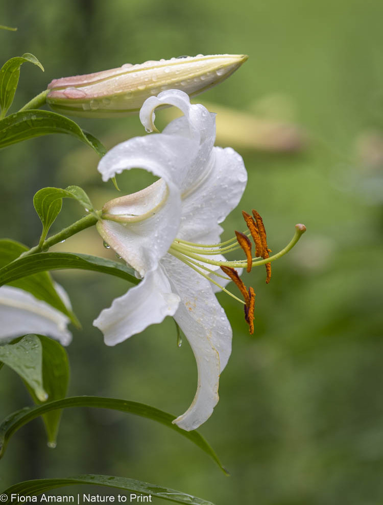 Große Staubgefäße zieren Lilie Casa Blanca, selbst Regen kann dieser Schönheit nichts anhaben Große Staubgefäße zieren Lilie Casa Blanca