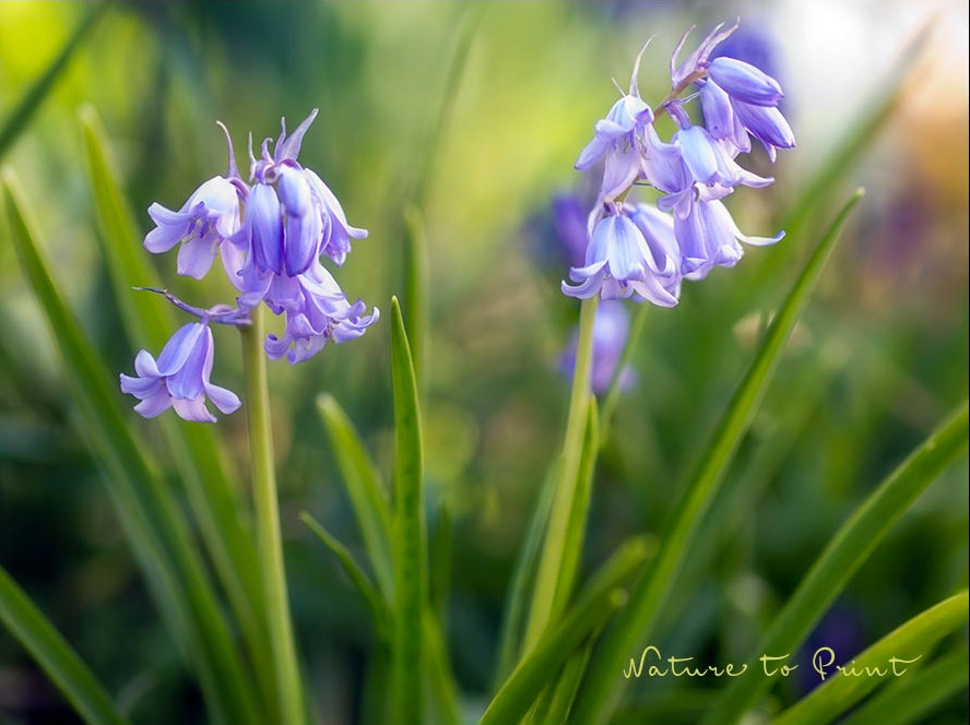 Blaue Atlantische Waldhyazinthe
