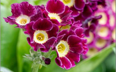 33 Kaltkeimer säen, wann und was ist wichtig?