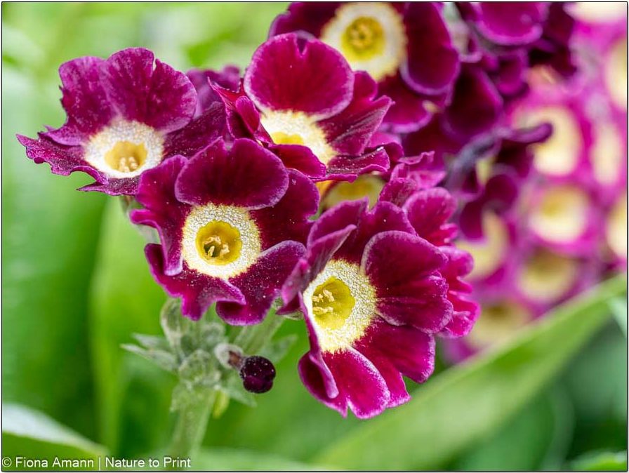 Kaltkeimer säen, Aurikel sind Kaltkeimer