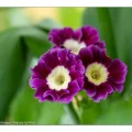 Geliebte Aurikel, Frühlingsstauden mit Suchtpotenzial 2 Aurikel, Primula auricula, kleine Frühlingsstaude mit Suchtpotenzial