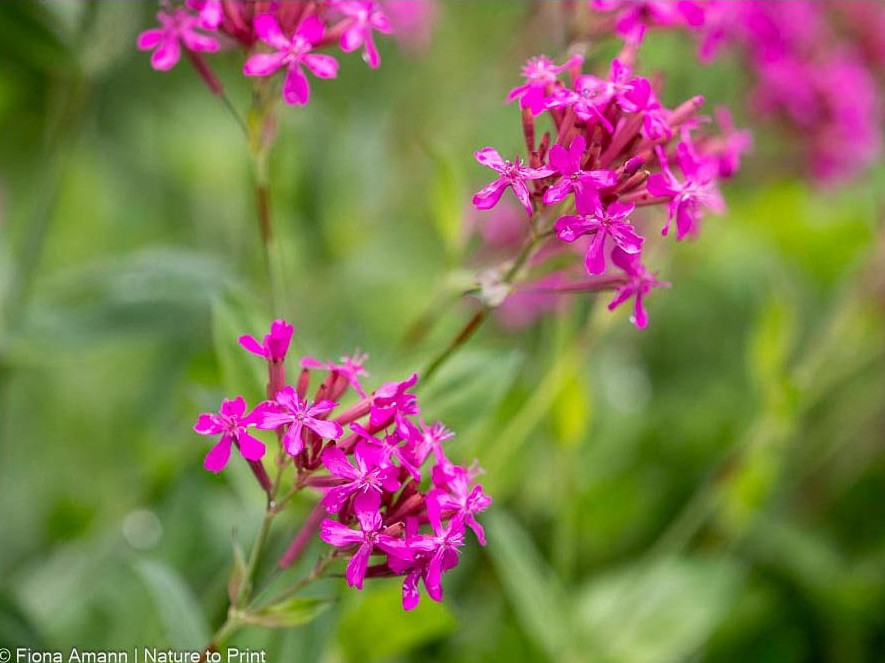 Silene asterias mit Fernwirkung. Übersehen unmöglich. Silene asterias mit Fernwirkung. Übersehen unmöglich.