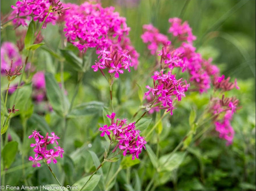 Balkan-Leimkraut, Silene asterias, mit leuchtend pinken Blüten und silbergrauen, paarigen Blättern, die an eine Spornblume erinnern. Balkan-Leimkraut, Silene asterias, mit leuchtend pinken Blüten