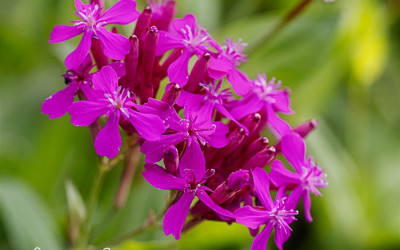 Balkan-Leimkraut, echte Rarität mit Fernwirkung für sonnige Standorte