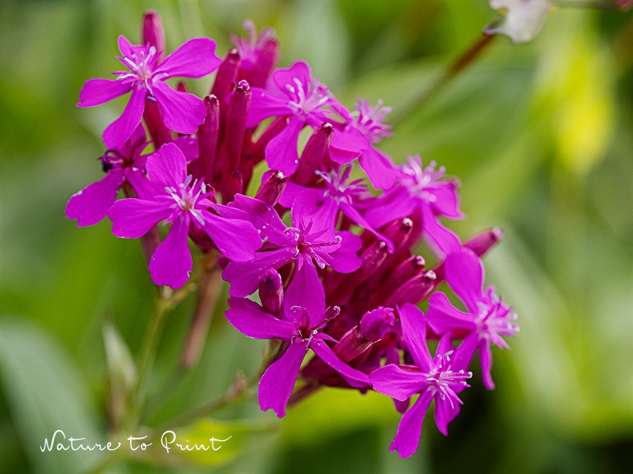 Balkan-Leimkraut, echte Rarität mit Fernwirkung für sonnige Standorte