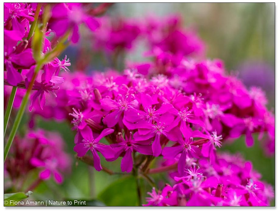 Balkan-Leimkraut Silene asterias, Sommerblüher mit enormer Fernwirkung
