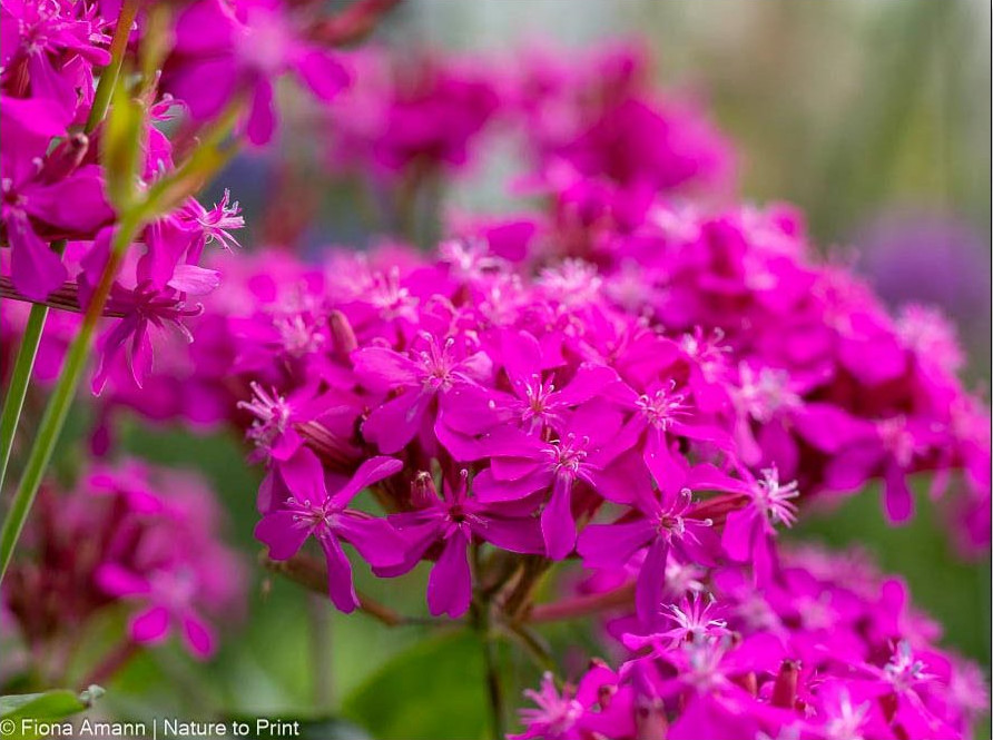 Balkan-Leimkraut, pinke Blütendolden für attraktiv für Schmetterlinge und Nachtfalter Balkan-Leimkraut, Silene Asterias, Rarität mit Fernwirkung für die Sonne
