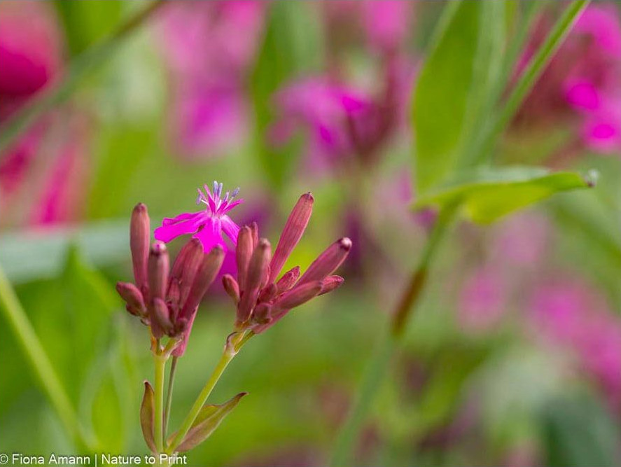 Silene asterias, zarte Knospen öffnen sich nach und nach zu stark gefüllten Dolden Silene asterias, zarte Knospen öffnen sich nach und nach zu stark gefüllten Dolden