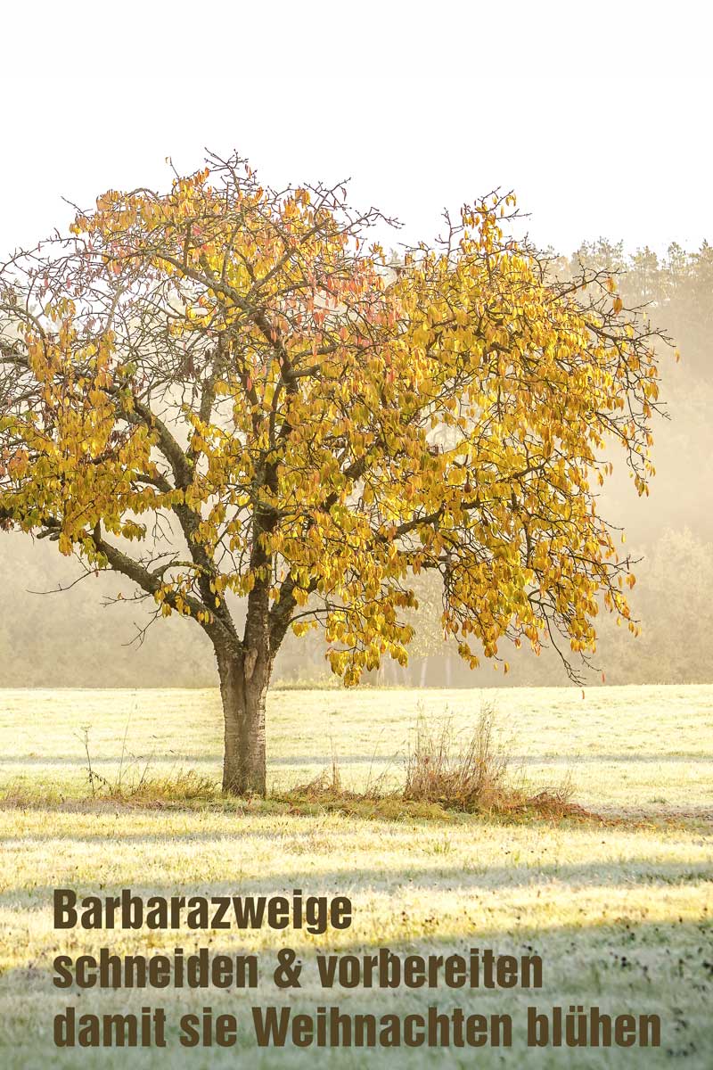 Barbarazweige schneiden und vorbereiten