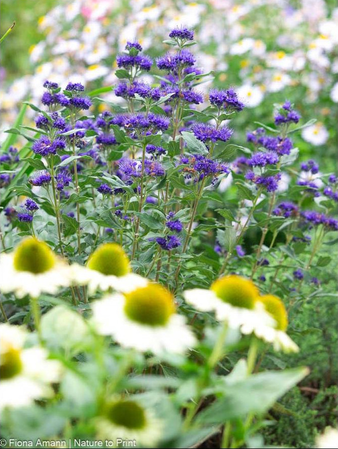 Schöne Pflanzenkombi: Weiße Echinacea vor Bartblume