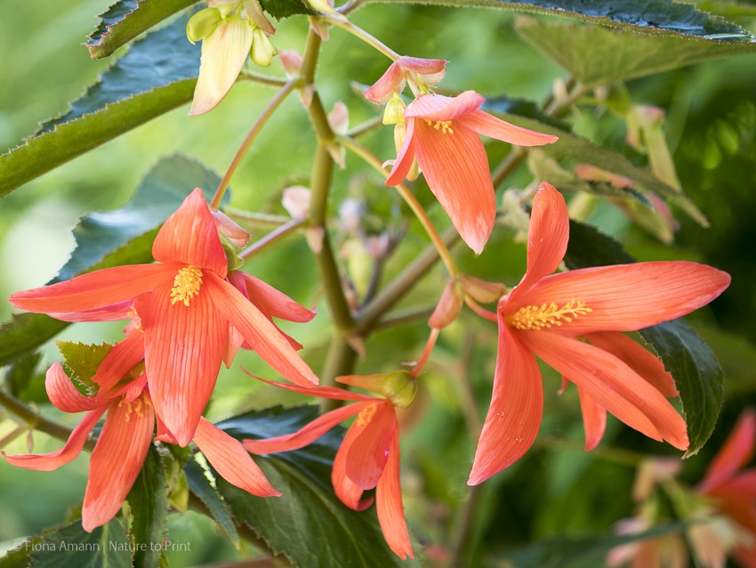 Knollenbegonie blüht überreich im Pflanzkübel