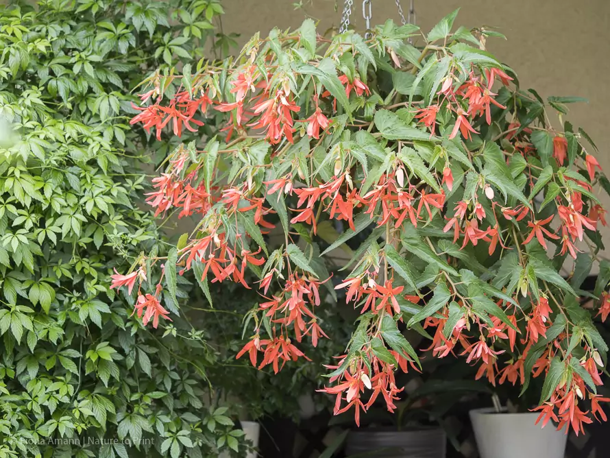 Bauernbegonie blüht im Schatten neben Jiaogulan, Kraut der Unsterblichkeit