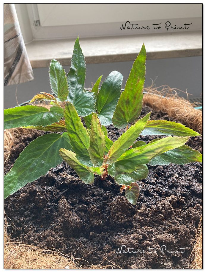 Frischer Austrieb einer Knollenbegonie / Bauernbegonie