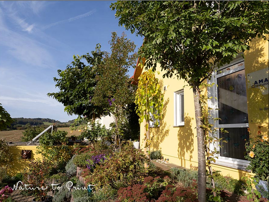 Baumallee. 4 Bäume für den Garten