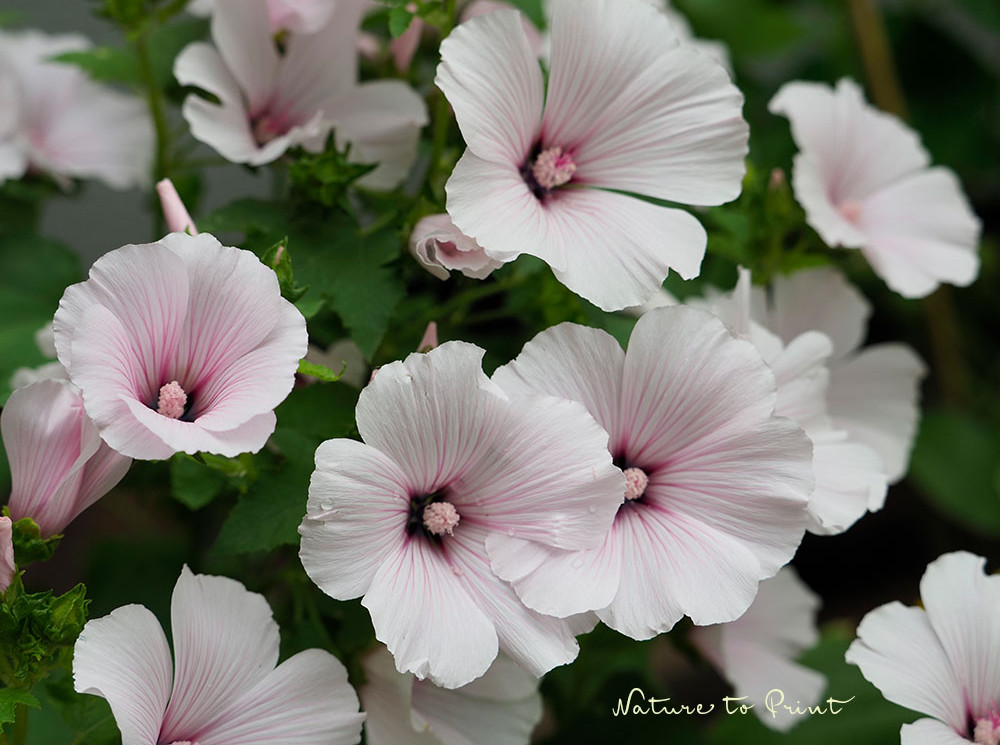 Zartrosa Bechermalven gelingen einfach. Erst Samen ernten dann säen.