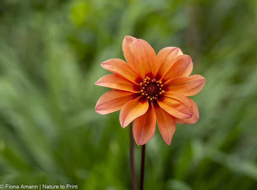 Samen ernten ist einfach bei bienenfreundlichen Dahlie mit offener Blüte