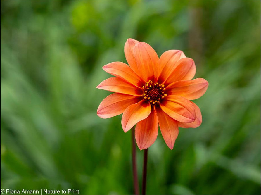Im Topf vorgezogene Dahle blüht bereits Anfang Juni Im Topf vorgezogene Dahle blüht bereits Anfang Juni