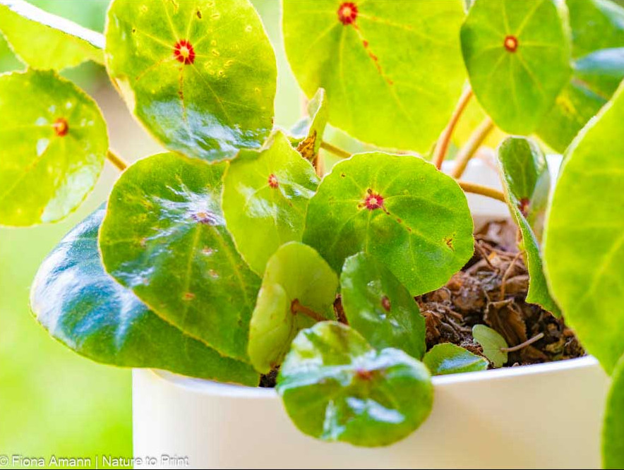 Geliebte Zimmerpflanzen 7 Der Flaschengarten. Das ewige Biotop in Gläsern