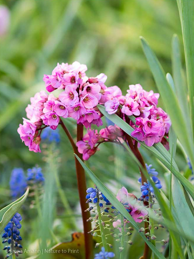 Bergenie, Blattschmuckpflanze für Halbschatten und Schatten