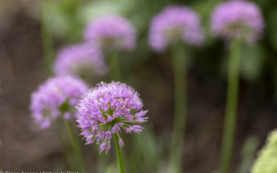 Berglauch Millenium einzigartig, heimisch, einfach wunderbar