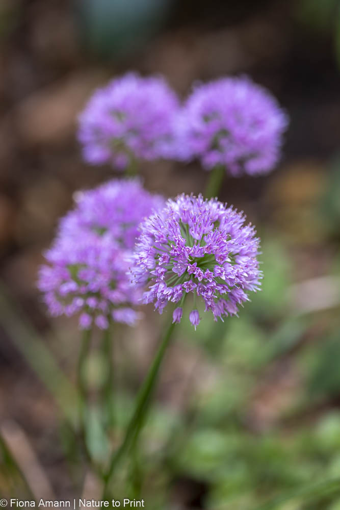 Allium Millenium, Berglauch, Sommerlauch