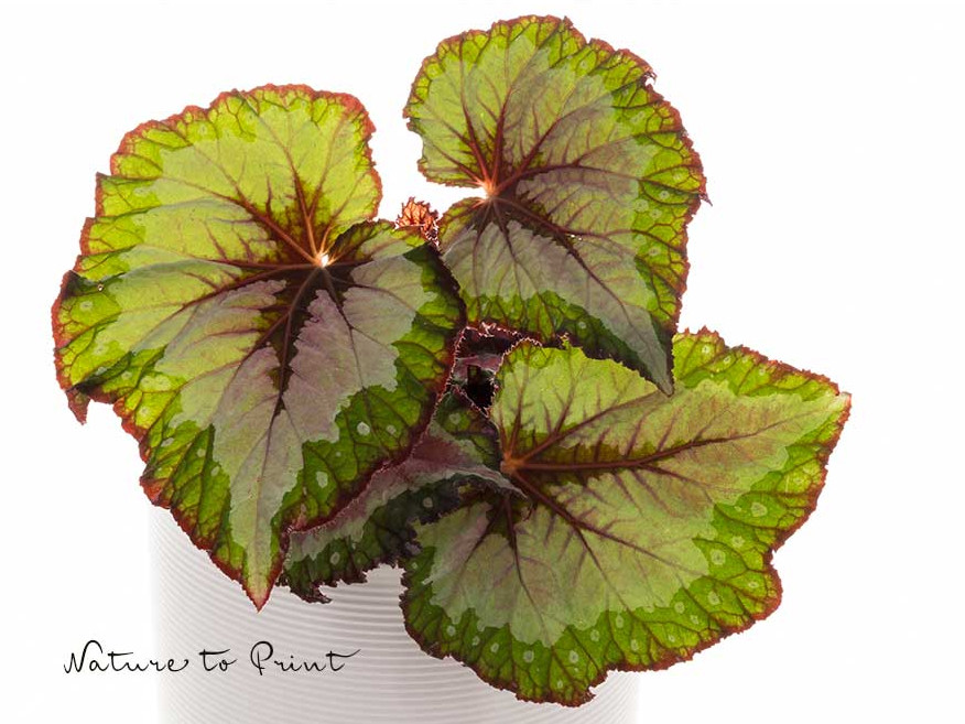 Blattbegonien profitieren von konstanter Luft- und Bodenfeuchtigkeit