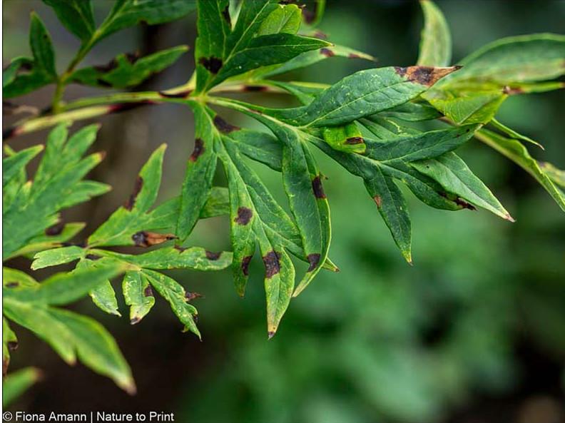 Blattfleckenkrankheit an Pfingstrosen erkennen, behandeln und vorbeugen