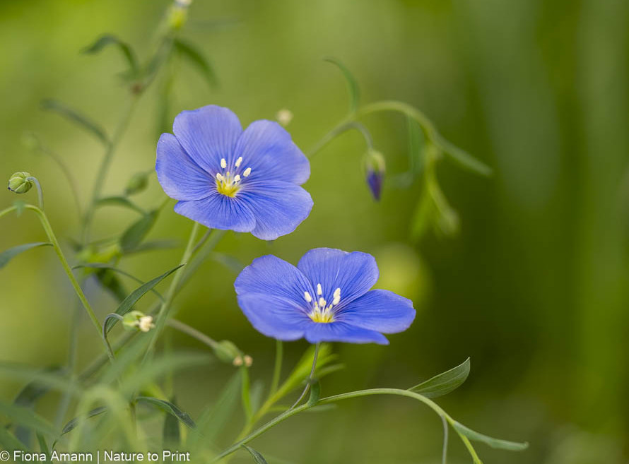 Blauer Staudenlein produziert viele Blüten und Samen, die Sie leicht ernten können