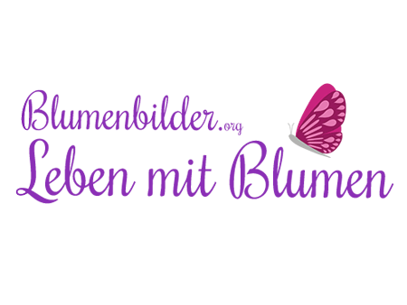 Blumenbilder.org  Leben mit Blumen