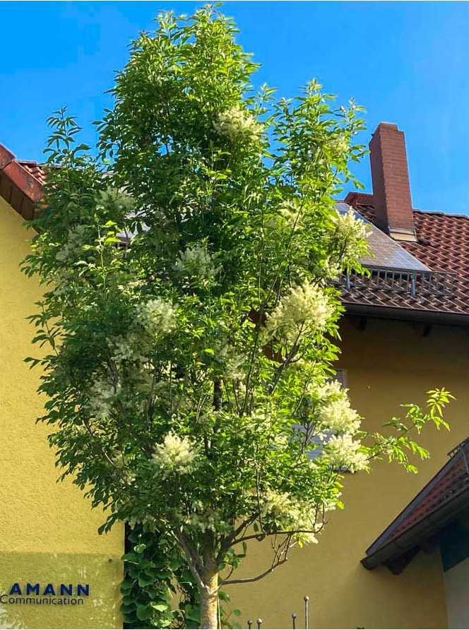 Blumenesche, Klimabaum, Bienenweide, schmaler Baum für den Garten