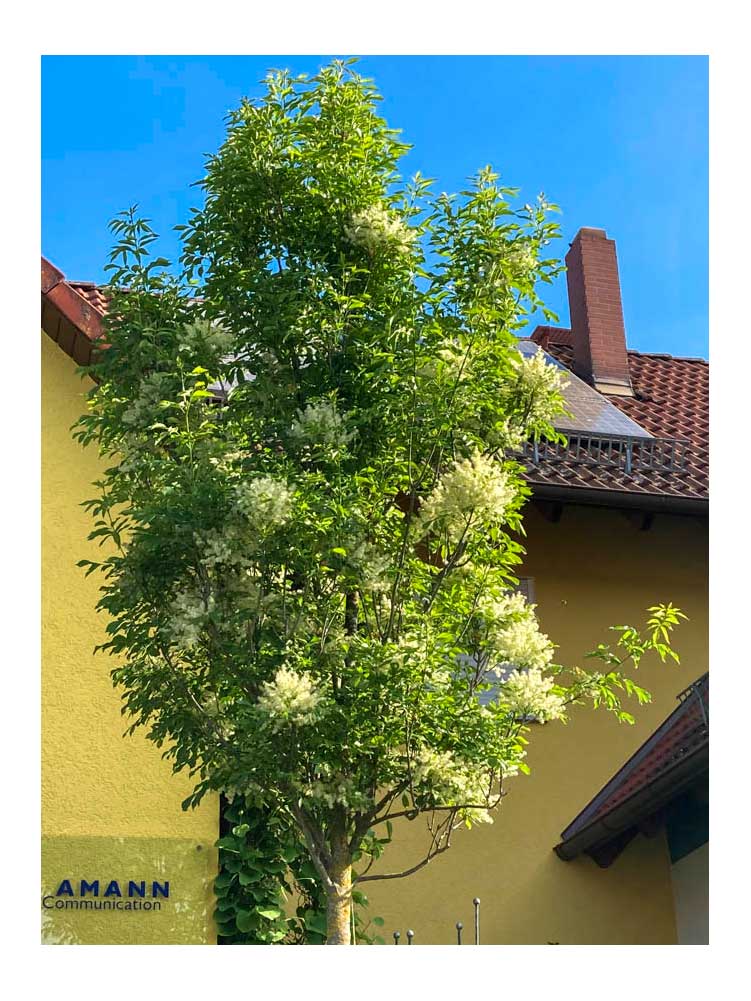 Blumenesche, Klimabaum, Bienenweide, schmaler Baum für den Garten