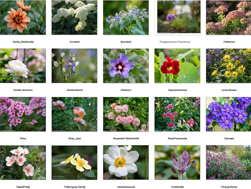 Spätsommer und Herbst: Blütenpracht in warmen Farben bis zum Schluss