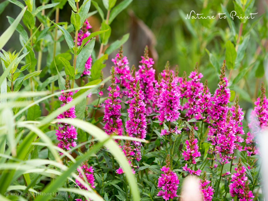 Blutweiderich, Wildstaude für feuchte Beete, Kübel und Uferzonen