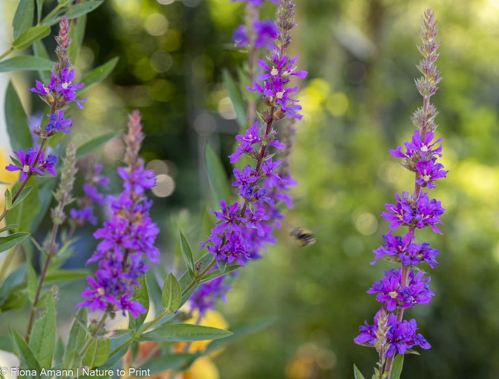 Hummel im Anflug auf Blutweiderich Hummel im Anflug auf Blutweiderich