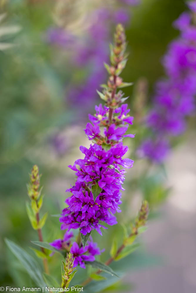 Blutweiderich, Lythrum salicari, Wildstaude und Insektenmagnet Blutweiderich, Lythrum salicari, Wildstaude und Insektenmagnet